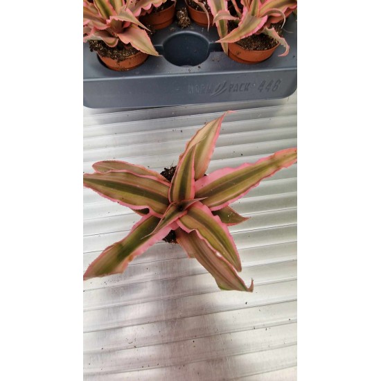 Cryptanthus Rubin Star