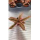 Cryptanthus Rubin Star
