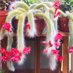 Кактус Monkey Tail Cactus