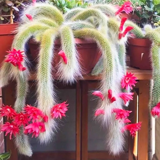 Кактус Monkey Tail Cactus