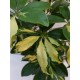 Schefflera Gerda