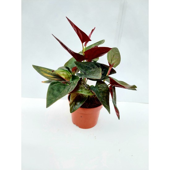 Singoniom Arrow Red
