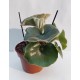 Begonia Venosa