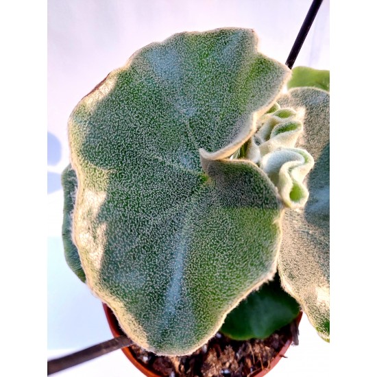 Begonia Venosa