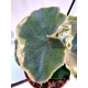 Begonia Venosa