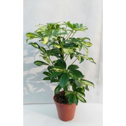 Schefflera Gerda