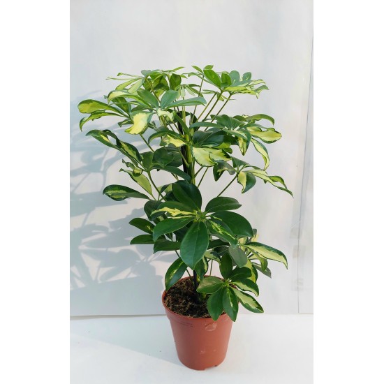 Schefflera Gerda