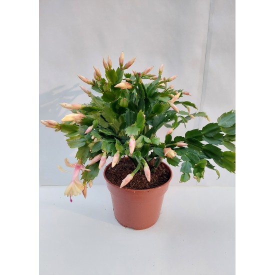Schlumbergera - Christmas cactus (yellow)