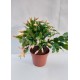 Schlumbergera - Christmas cactus (yellow)