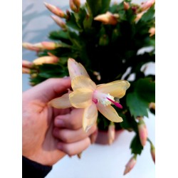 Schlumbergera - Коледен кактус (жълт)