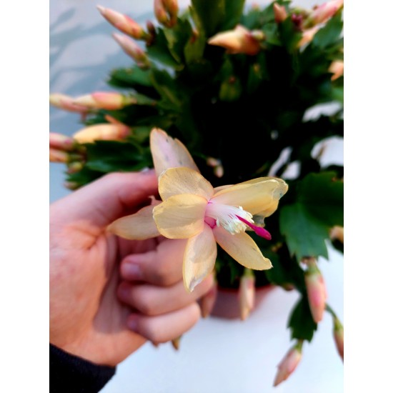 Schlumbergera - Christmas cactus (yellow)