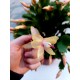 Schlumbergera - Christmas cactus (yellow)