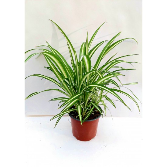 Chlorophytum Variegatum