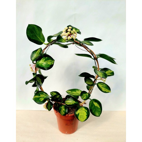 Hoya Australis Lisa
