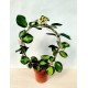 Hoya Australis Lisa