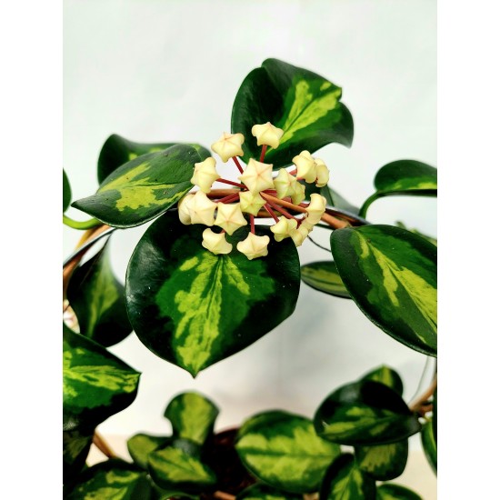 Hoya Australis Lisa