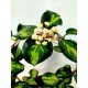 Hoya Australis Lisa