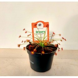 Хищно растение Drosera Paradoxa