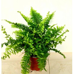 Папрат (Green Momen)