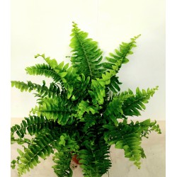 Папрат (Green Momen)