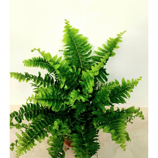 Папрат (Green Momen)