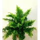 Папрат (Green Momen)