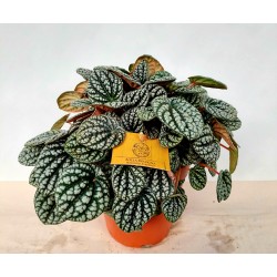 Peperomia Caperata Silver 