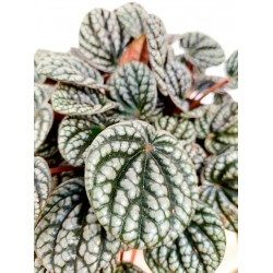 Peperomia Caperata Silver 