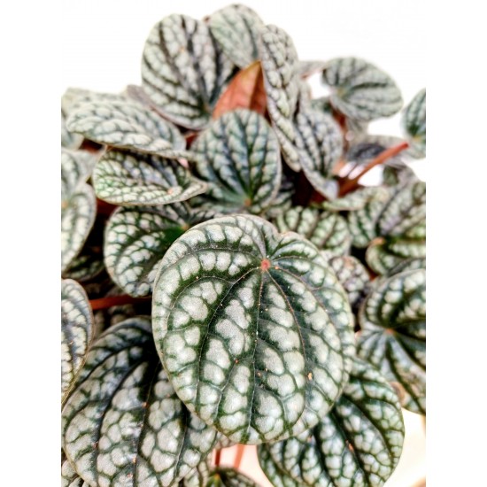 Peperomia Caperata Silver