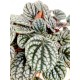 Peperomia Caperata Silver