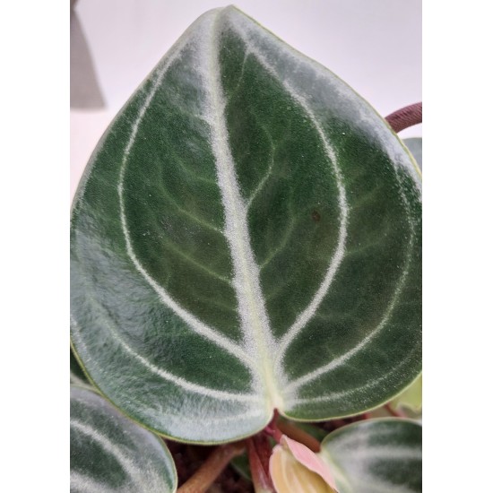 Пеперомия (Pseudo variegata sarcophylla)