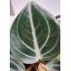 Пеперомия (Pseudo variegata sarcophylla)