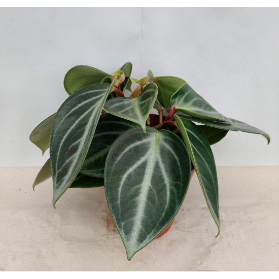 Пеперомия (Pseudo variegata sarcophylla)