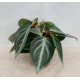Пеперомия (Pseudo variegata sarcophylla)