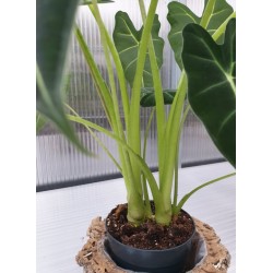 Алоказия (Alocasia Frydek)