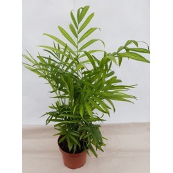 Chamaedorea Elegans