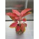 Аглаонема ( Aglaonema Orange Star )