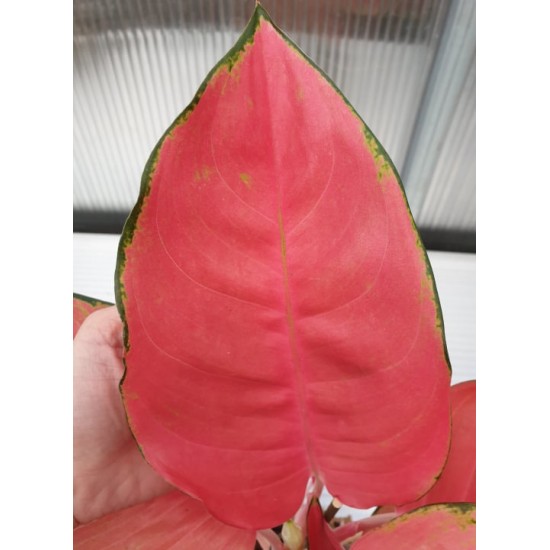 Аглаонема ( Aglaonema Orange Star )