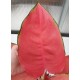 Аглаонема ( Aglaonema Orange Star )