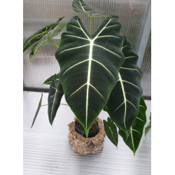 Алоказия (Alocasia Frydek)