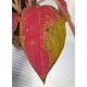 Аглаонема ( Aglaonema Orange Star )