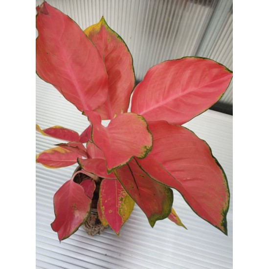 Аглаонема ( Aglaonema Orange Star )