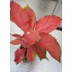 Аглаонема ( Aglaonema Orange Star )
