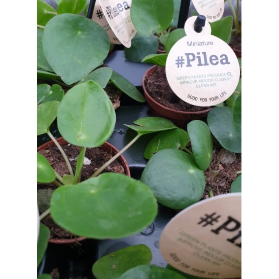 Pilea