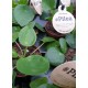 Pilea
