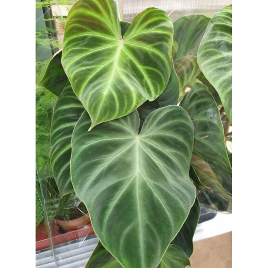 Philodendron (Verrucosum Incensi)