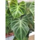 Philodendron (Verrucosum Incensi)