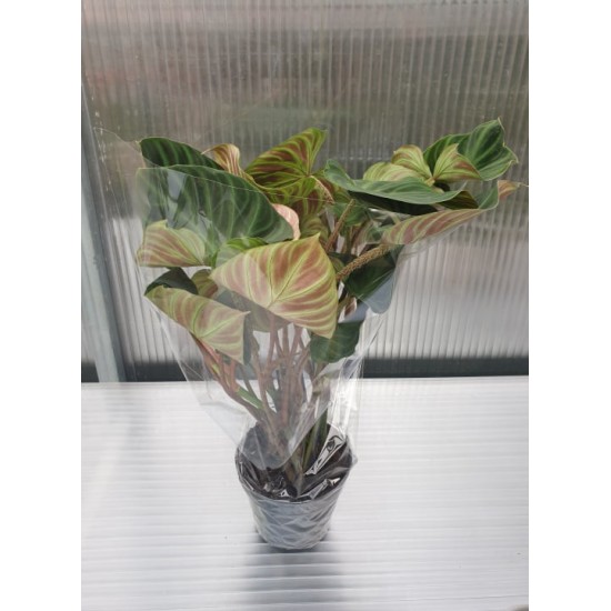 Philodendron (Verrucosum Incensi)