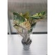 Philodendron (Verrucosum Incensi)