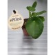 Pilea